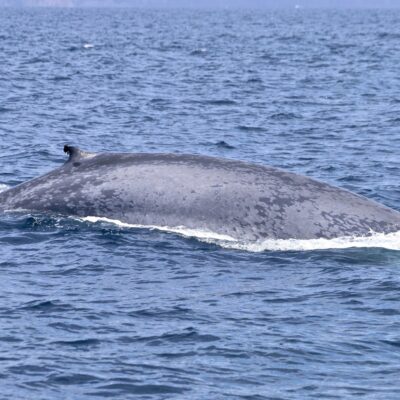 blue-whale_flank