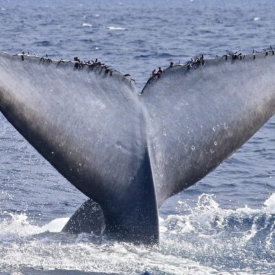 blue-whale_fluke