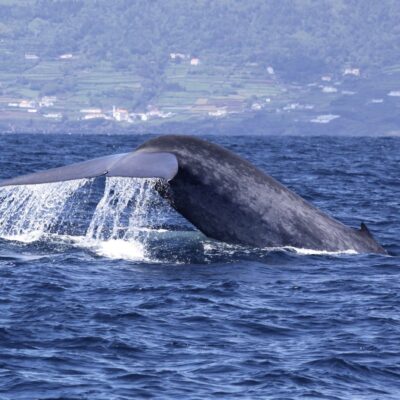 blue-whale_fluking