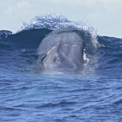 blue-whale_head