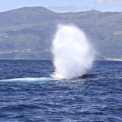 blue-whale_header-photo