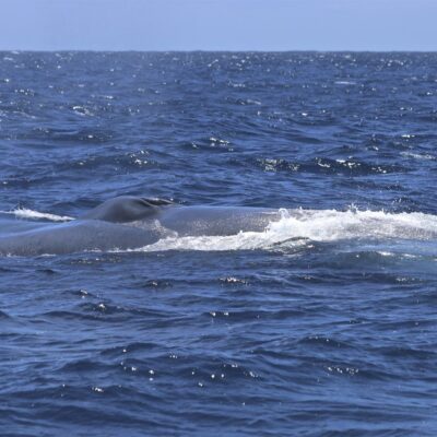 blue-whale_surfacing