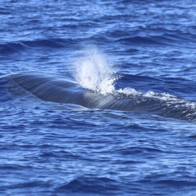 bryde-s-whale_blow
