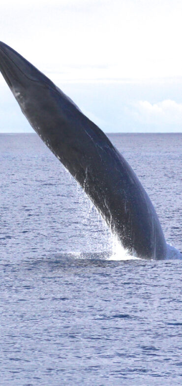 bryde-s-whale_breaching-big