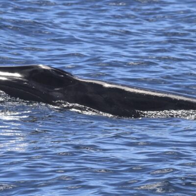 bryde-s_whale