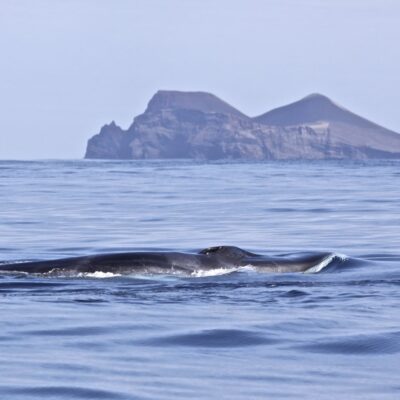 fin-whale_at-capelinhos