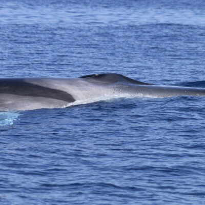fin-whale_chevron