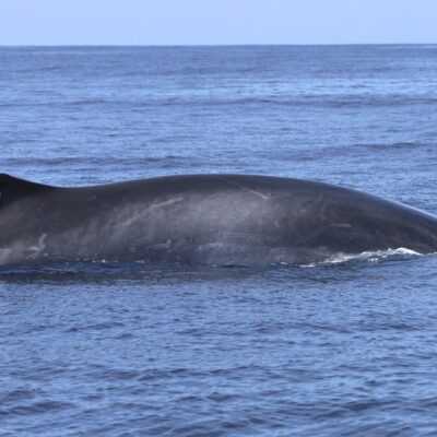 fin-whale_dorlsal-fin