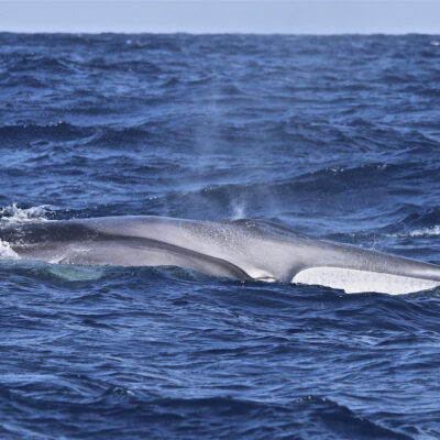 fin-whale_white-lower-jaw