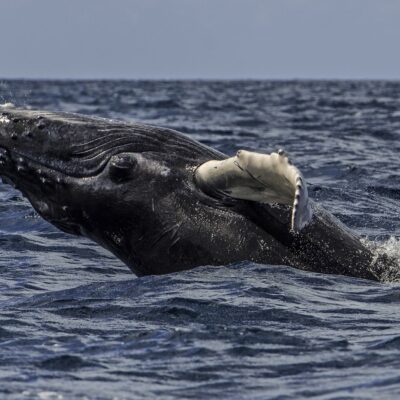 humpback-whale