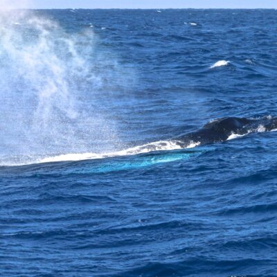 humpback-whale_blow