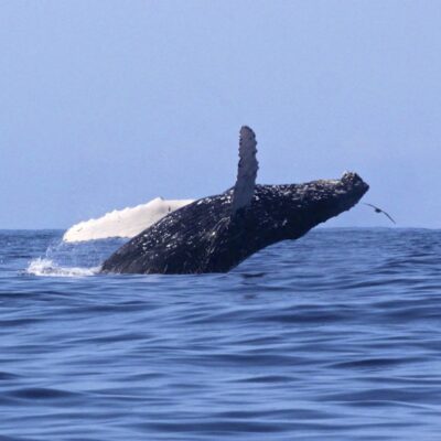 humpback-whale_breaching