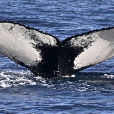 humpback-whale_fluking