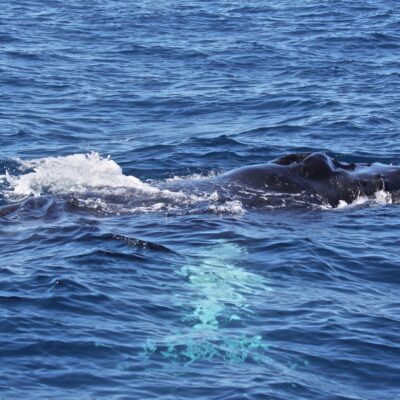 humpback-whale_head