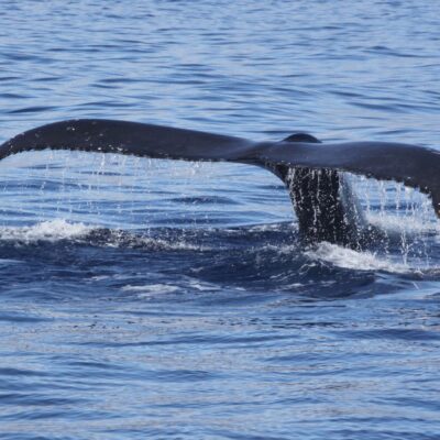 humpback_fluking-2