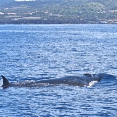 sei-whale