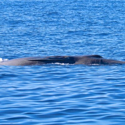 sei-whale_feeding