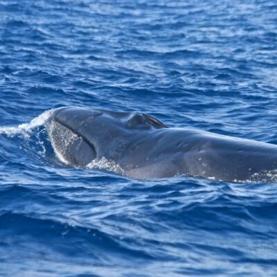 sei-whale_head