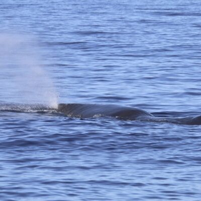 sperm-whale_blow
