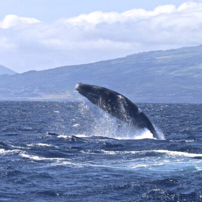 sperm-whale_breach