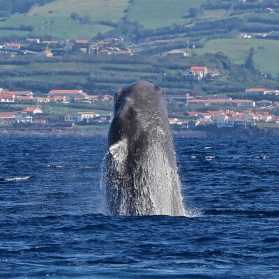 sperm-whale_breaching
