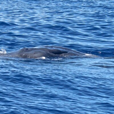 sperm-whale_eye