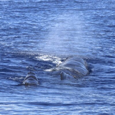 sperm-whale_female-and-calf