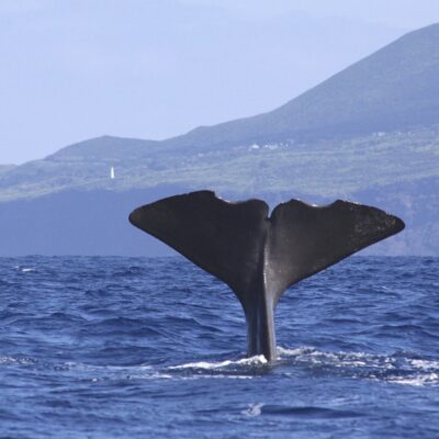sperm-whale_fluke