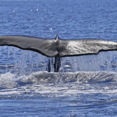 sperm-whale_fluke-up