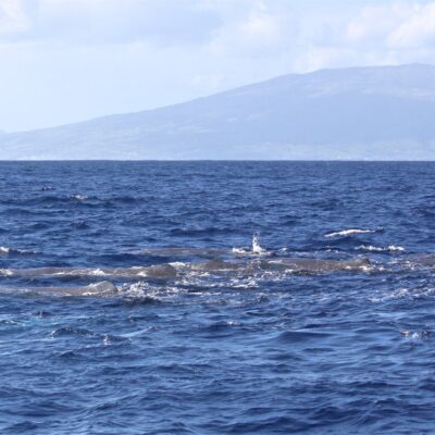 sperm-whale_group