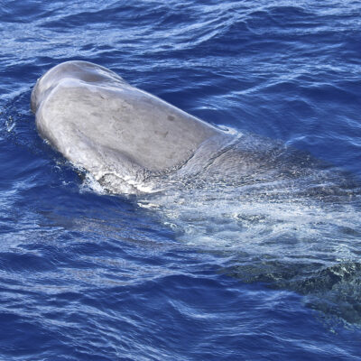 sperm-whale_head-big