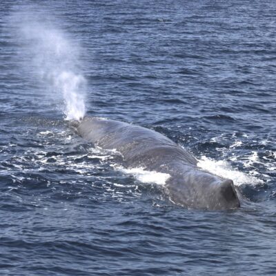 sperm-whale_header-photo
