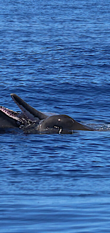 sperm-whale_mouth-big