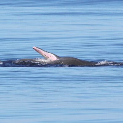 sperm-whale_photo