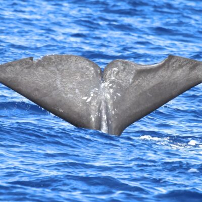 sperm-whale_photo-id