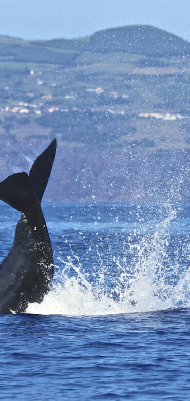 sperm-whale_taile-slap-big