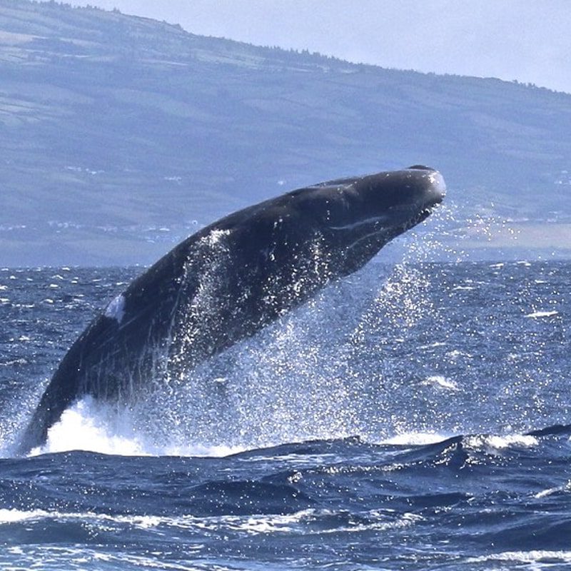 whale-watching-gall2